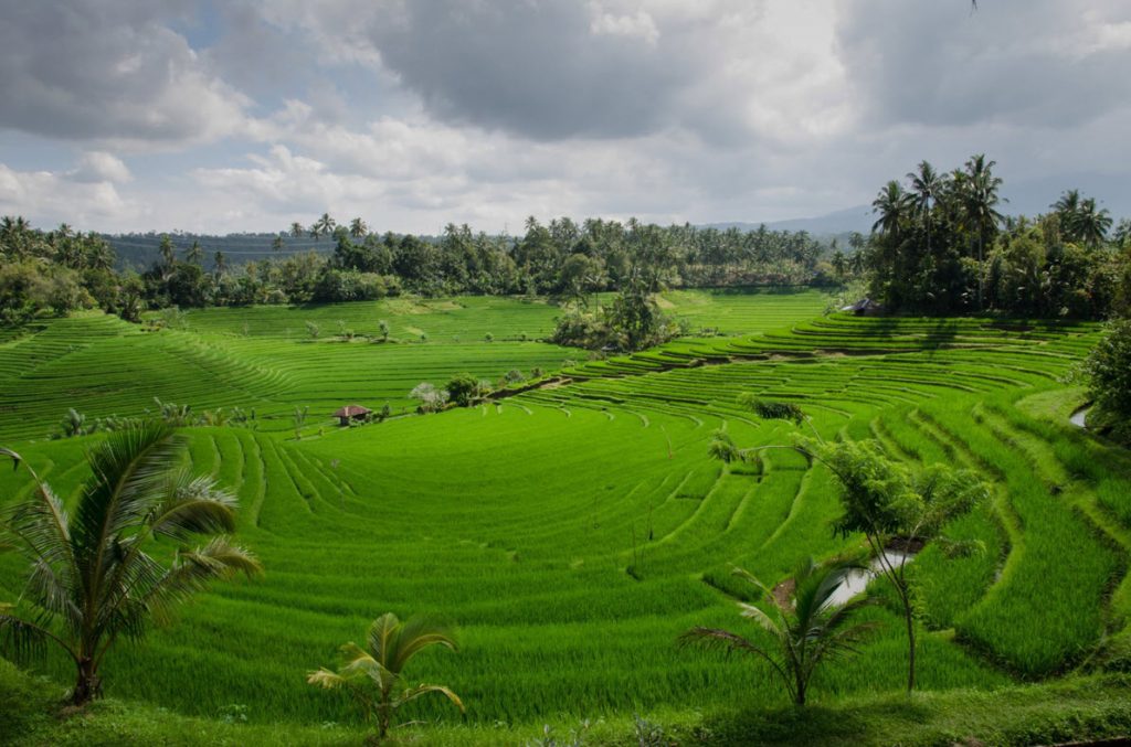 Agriculture Area in Bali